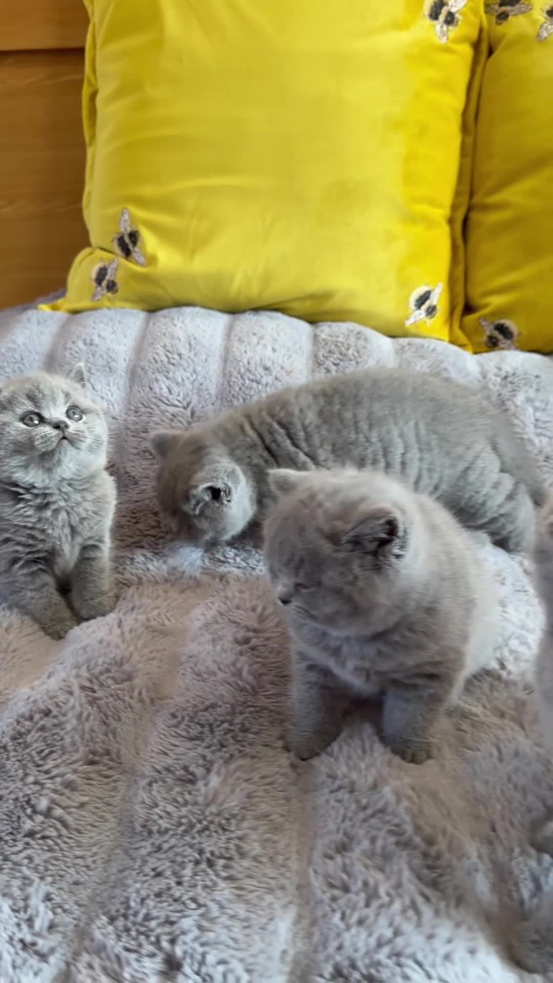 British Shorthair cats for sale: Gccf registered kittens  - Video 1