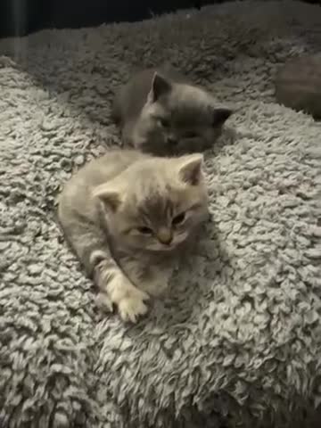 British Shorthair cats for sale: 👉 British Shorthair Kittens – Ready 14 Feb - Video 1