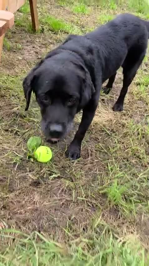Mixed Breed dogs for adoption: Amlet’s Bags Are Packed. He’s Just Waiting for You - Video 4