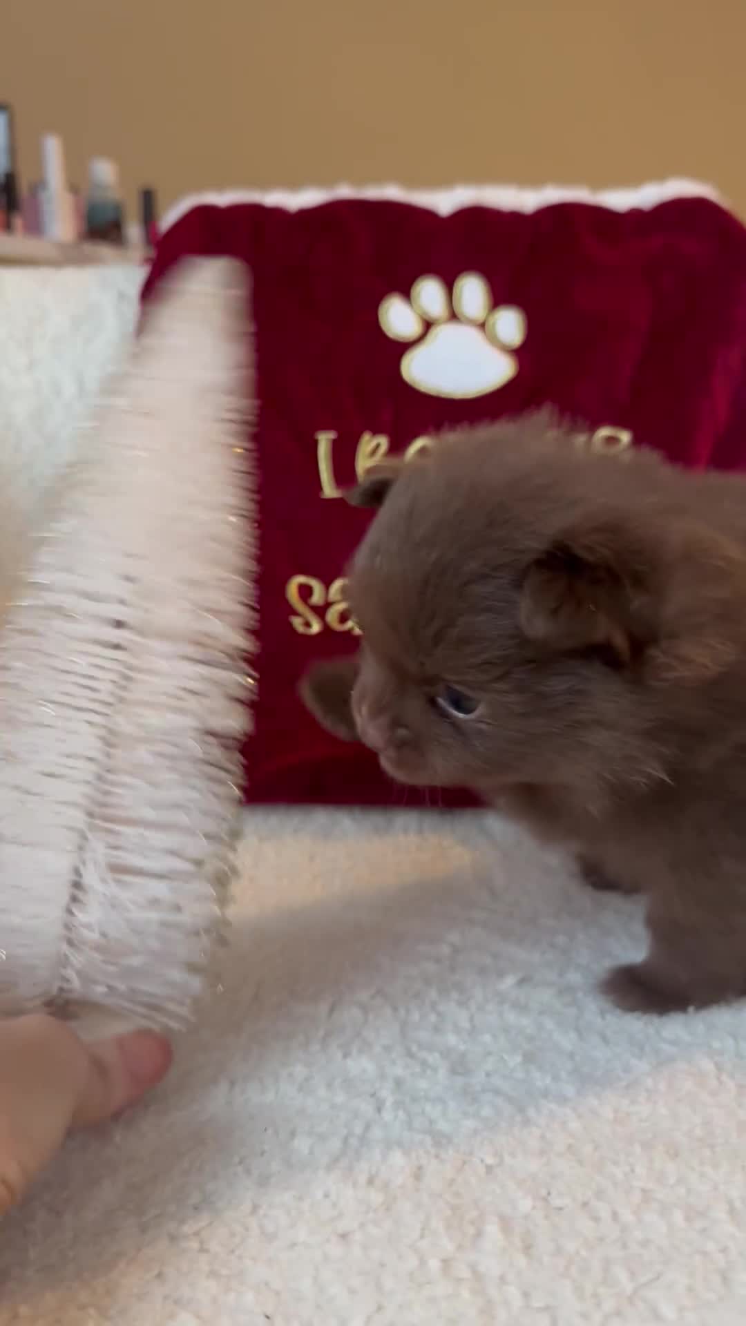 Pomeranian dogs for sale: *READY 24th Dec! x2 small boy poms for sale - Video 3