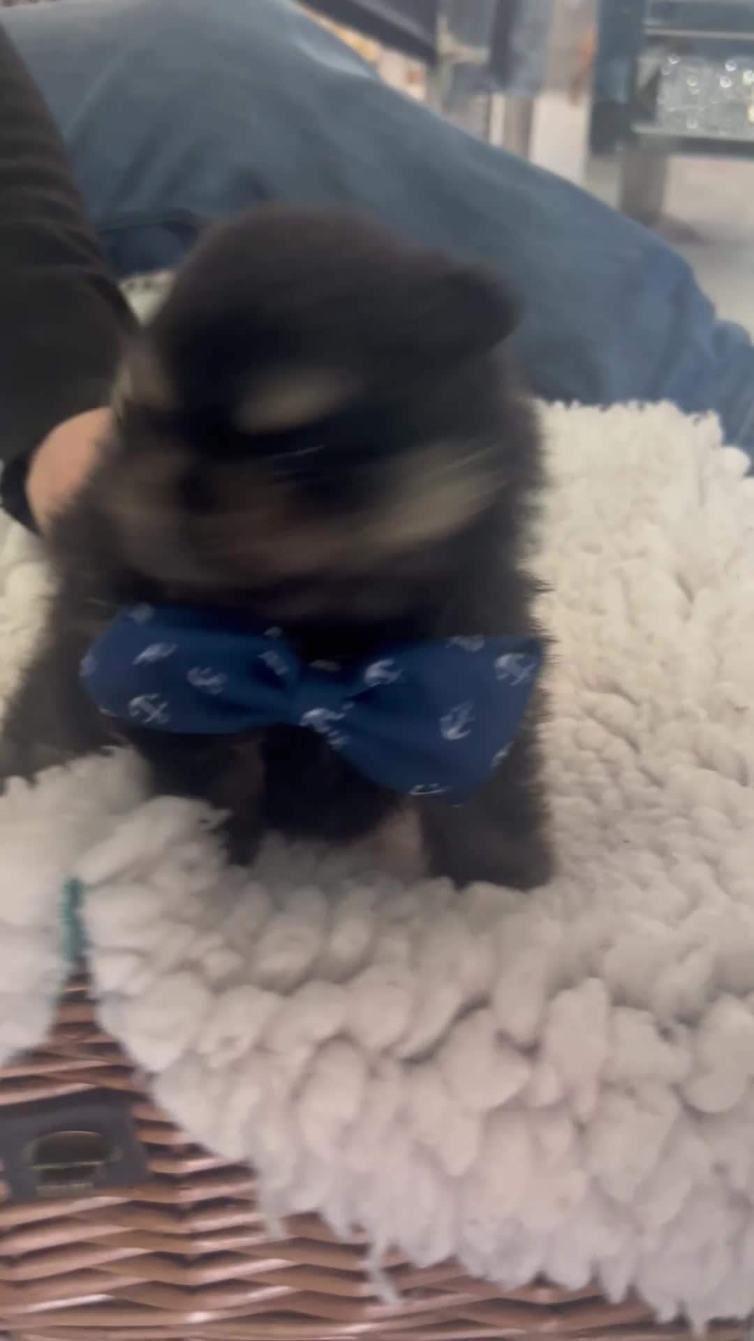 Pomeranian dogs for sale:  POMERANIAN BOY - Video 2