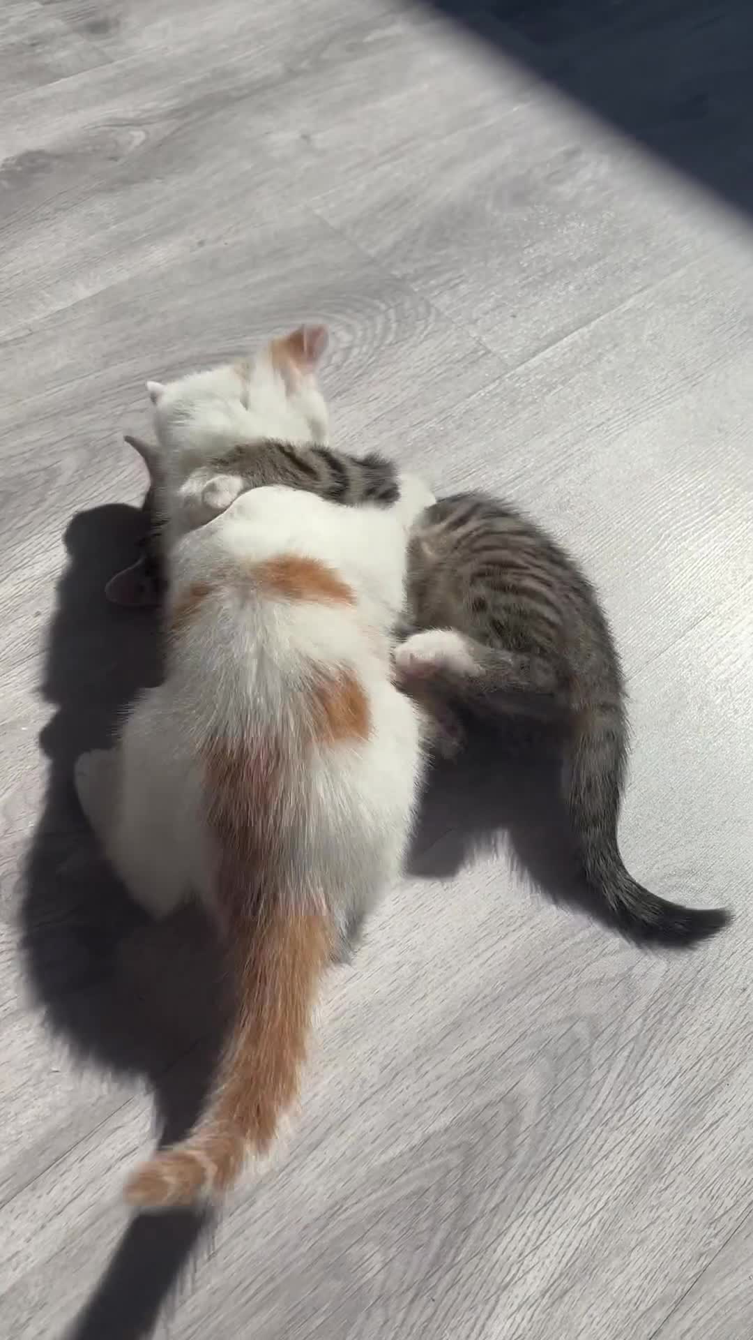 Mixed Breed cats for sale: Adorable White and Ginger Kitten – Very Playful - Video 2