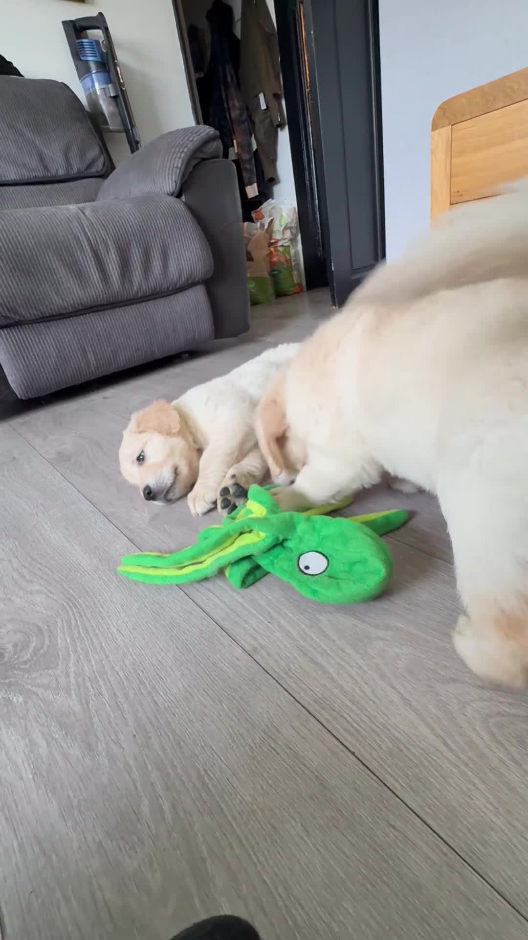 Golden Retriever dogs for sale: KC Registered Golden Retriever puppies.  - Video 1