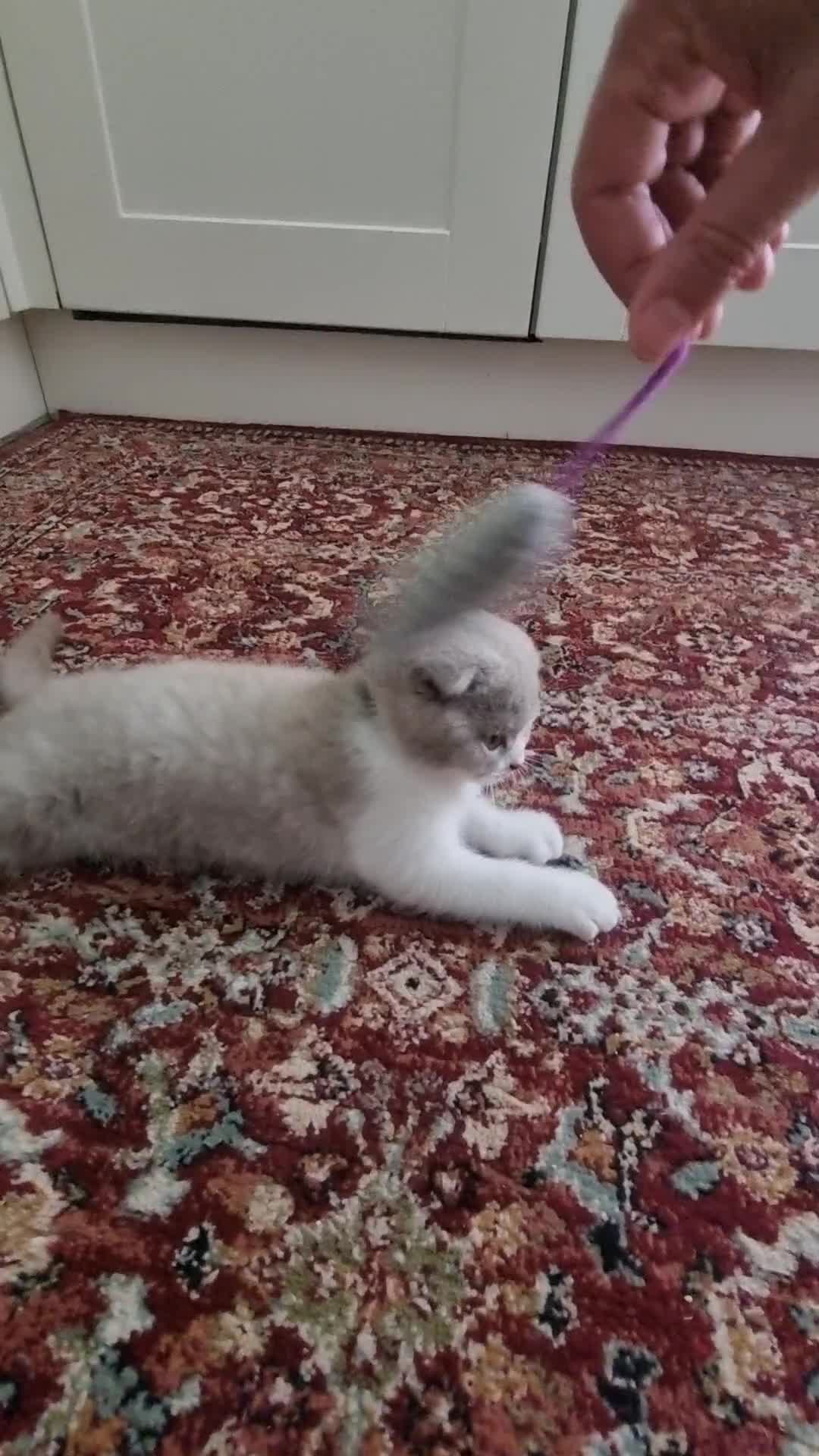 Scottish Fold cats for sale: Last Kittens – Don't Miss Out  - Video 1