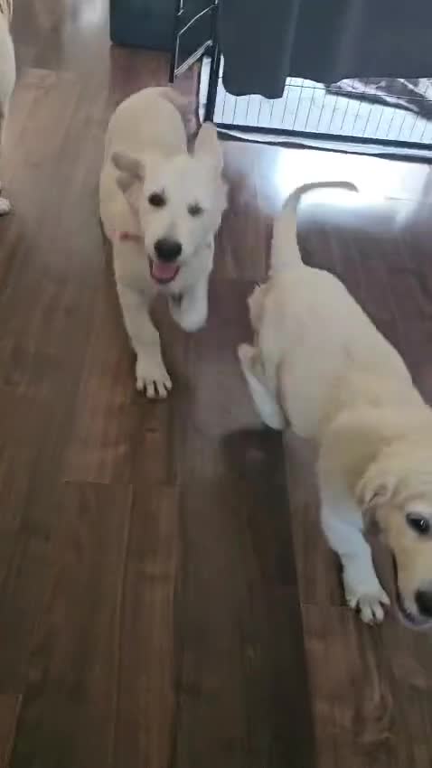 Golden Retriever dogs for sale: ❤️❤️❤️ Beautiful KC Golden Retriever puppies❤️❤️❤️ - Video 3