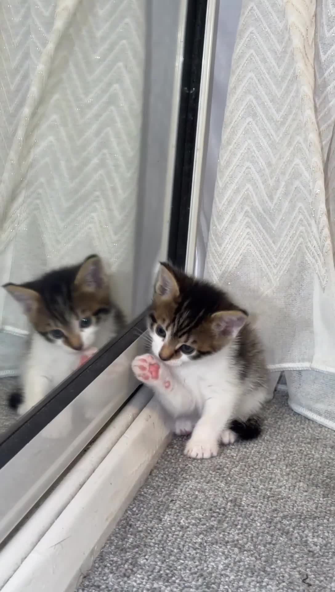 Mixed Breed cats for sale: Mix breed  in Swansea - Video 1