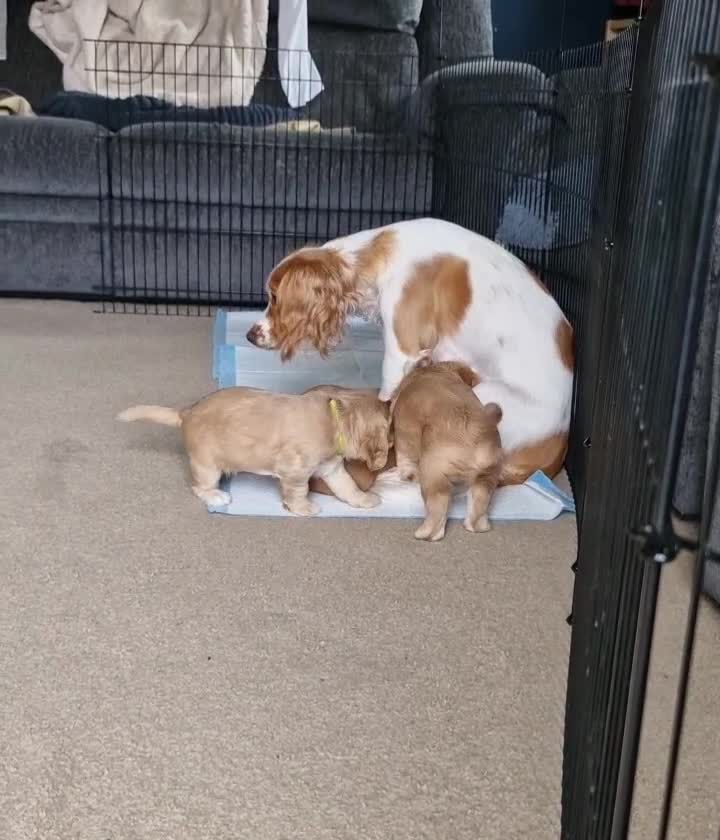 Cocker Spaniel dogs for sale: KC Reg Working Cocker Spaniels (Golden) - Video 1