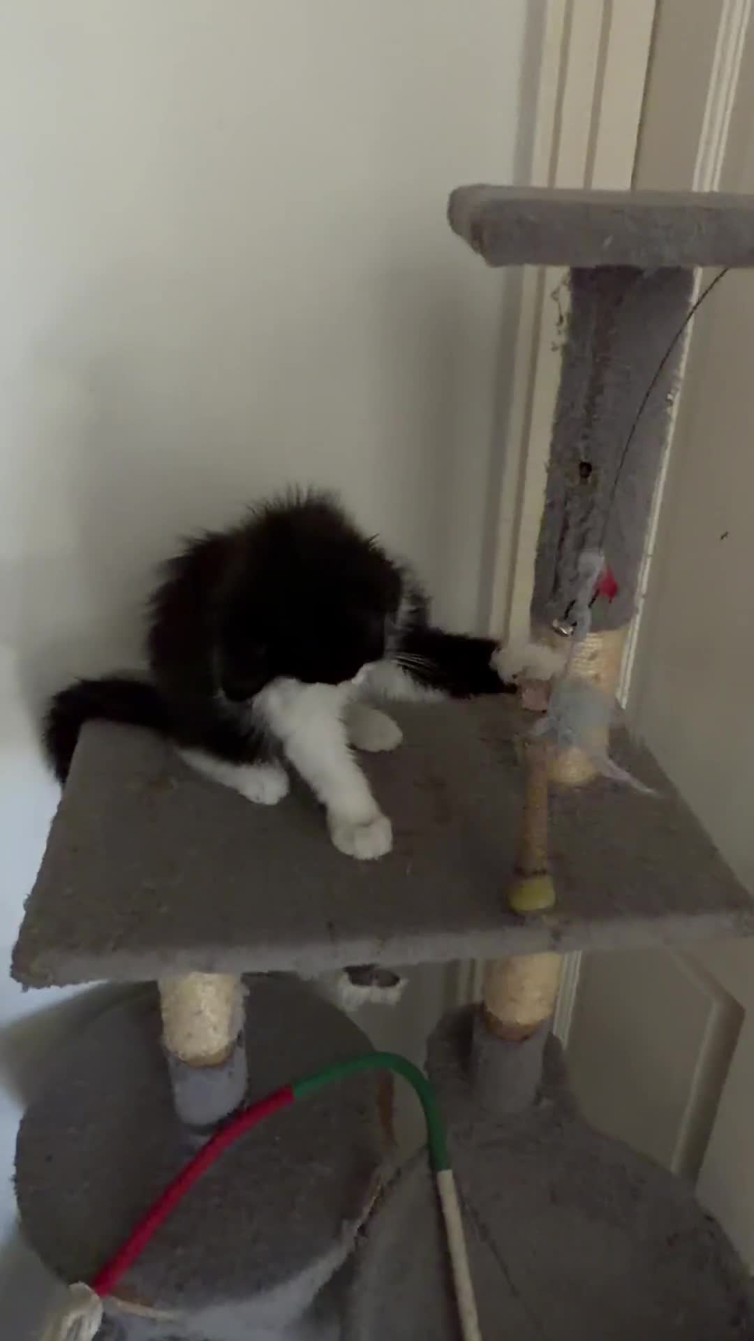 Mixed Breed cats for sale: British Tabby Kittens – Ready Now - Video 1