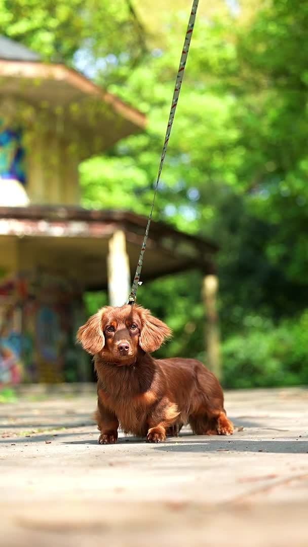 Miniature Dachshund dogs for stud: SLINKY (stud) in Liverpool - Video 1