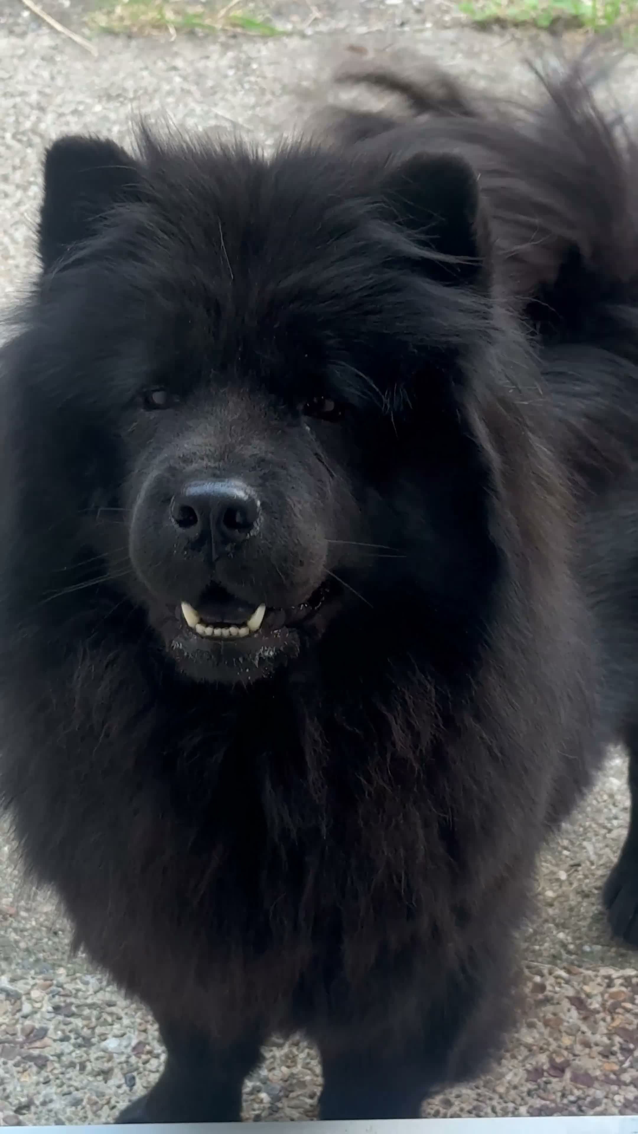 Chow Chow dogs for sale: Chow chow - Evie in Edgware - Video 1