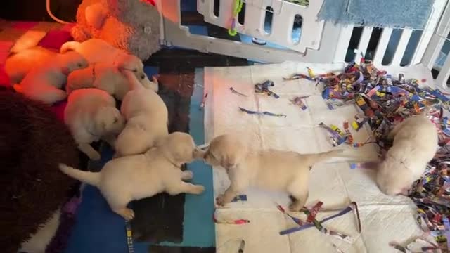 Golden Retriever dogs for sale: Gorgeous KC Registered Goldies. 5 Star Reg.Breeder - Video 1