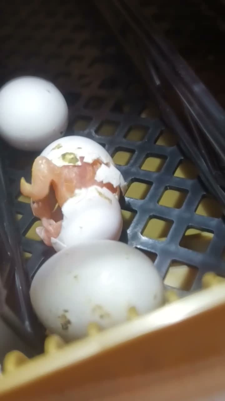 Parrots birds for sale: Beautiful super friendly Quaker parrot chicks - Video 1