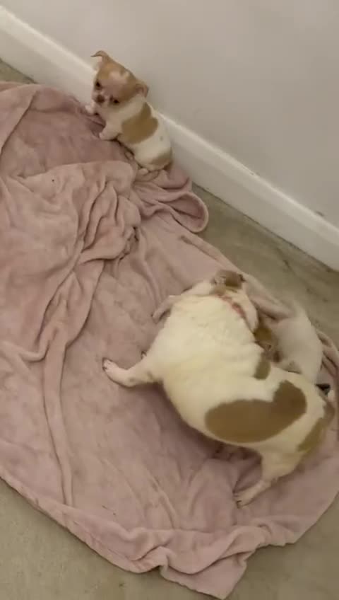 Chihuahua dogs for sale: Kc chihuahua puppies Russian and Ukraine lines - Video 1