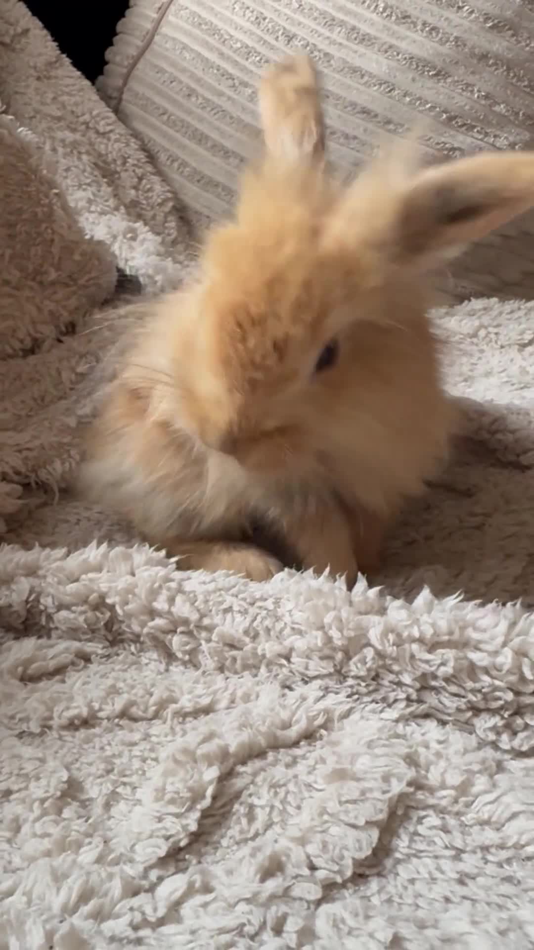 Mini Lop rabbits for sale: Mini Lop/Lion Lop babies - Video 1