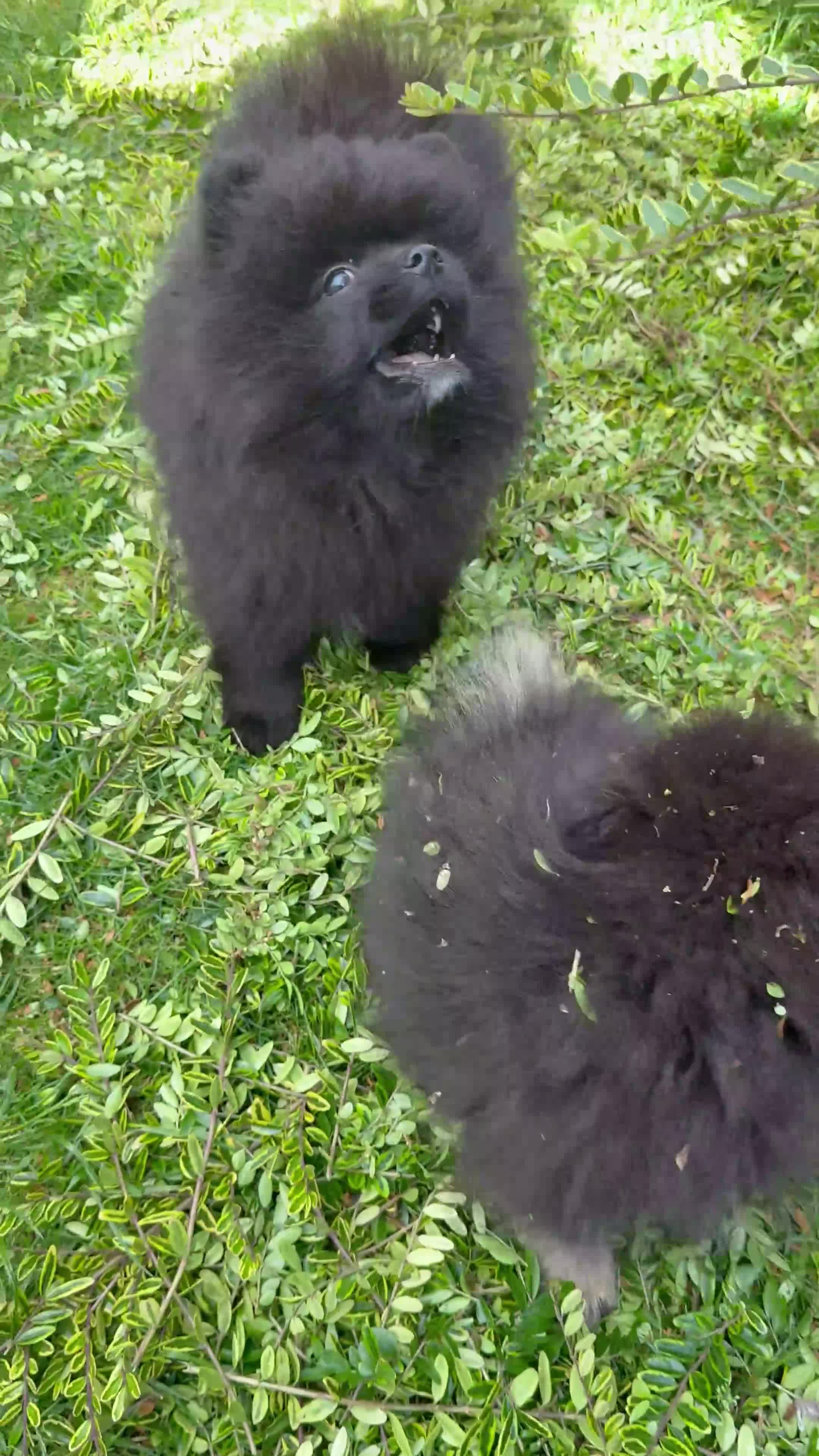Pomeranian dogs for sale: Pomeranian - Video 2