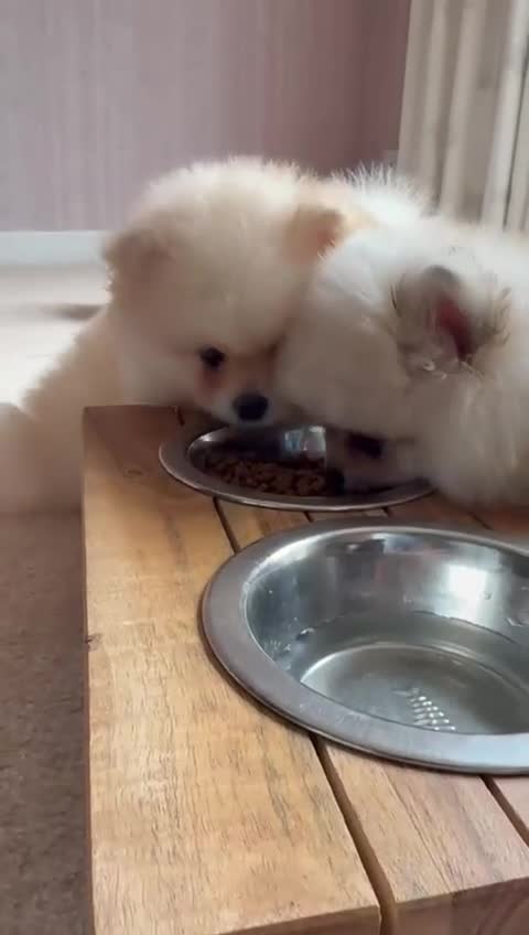 Pomeranian dogs for sale: Teddy Face Pomeranian Champion European Bloodline  - Video 5