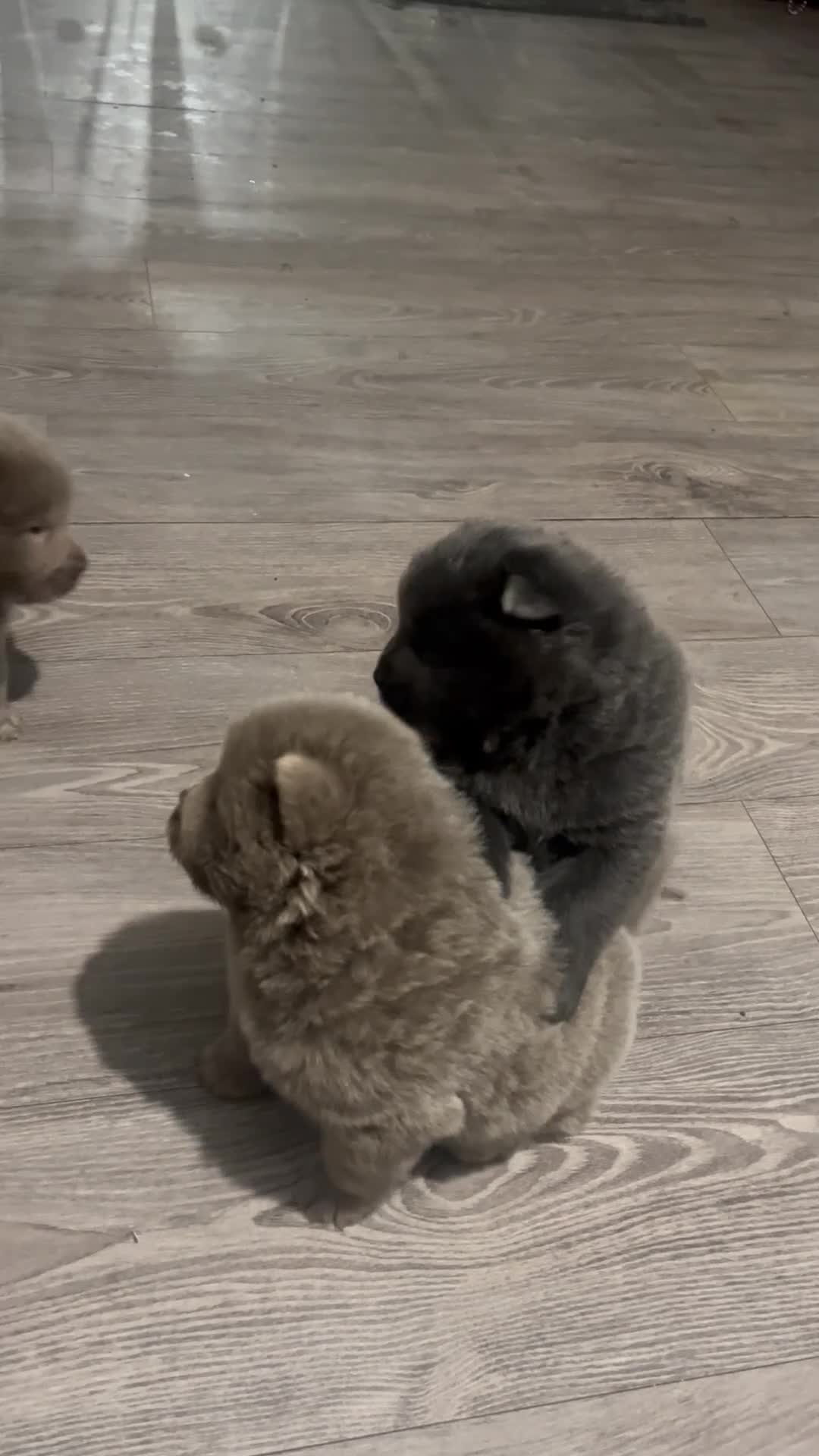 Chow Chow dogs for sale: 6 beautiful lilac & blue chow chows 😻 - Video 2