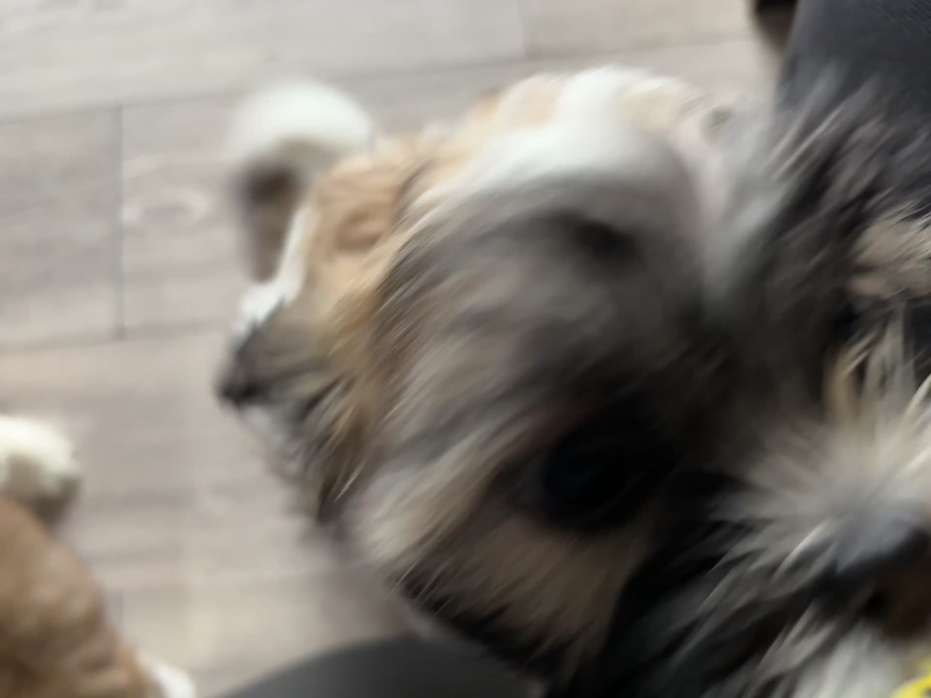 Lhasa Apso dogs for sale: 6 beautiful Lhasa Apso puppies - Video 2
