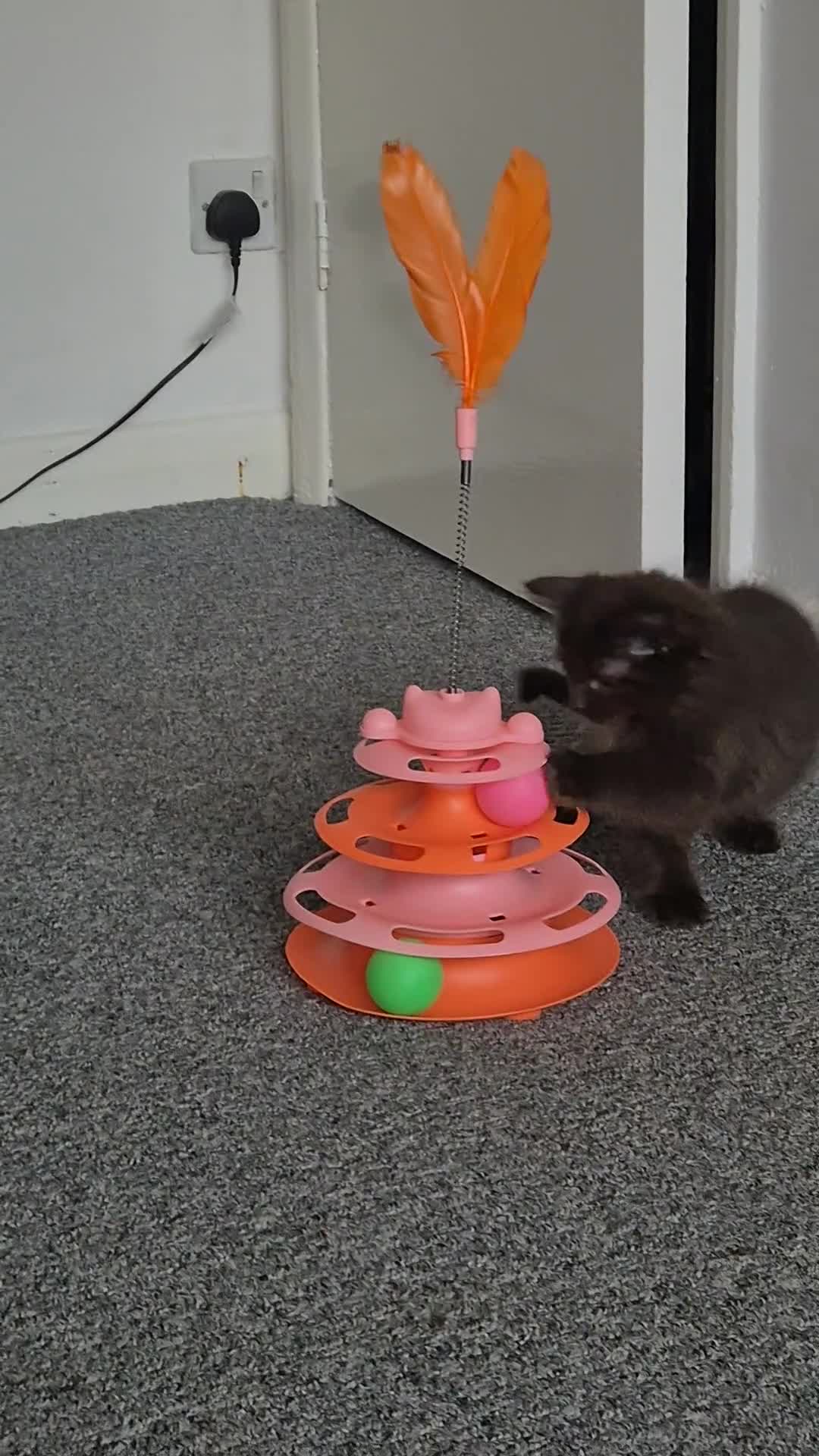 Ragdoll cats for sale: Cute Male Ragdoll Kitten in Warwick - Video 3