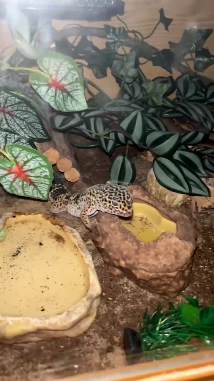 Leopard Gecko reptiles for sale: Leopard gecko - Video 1