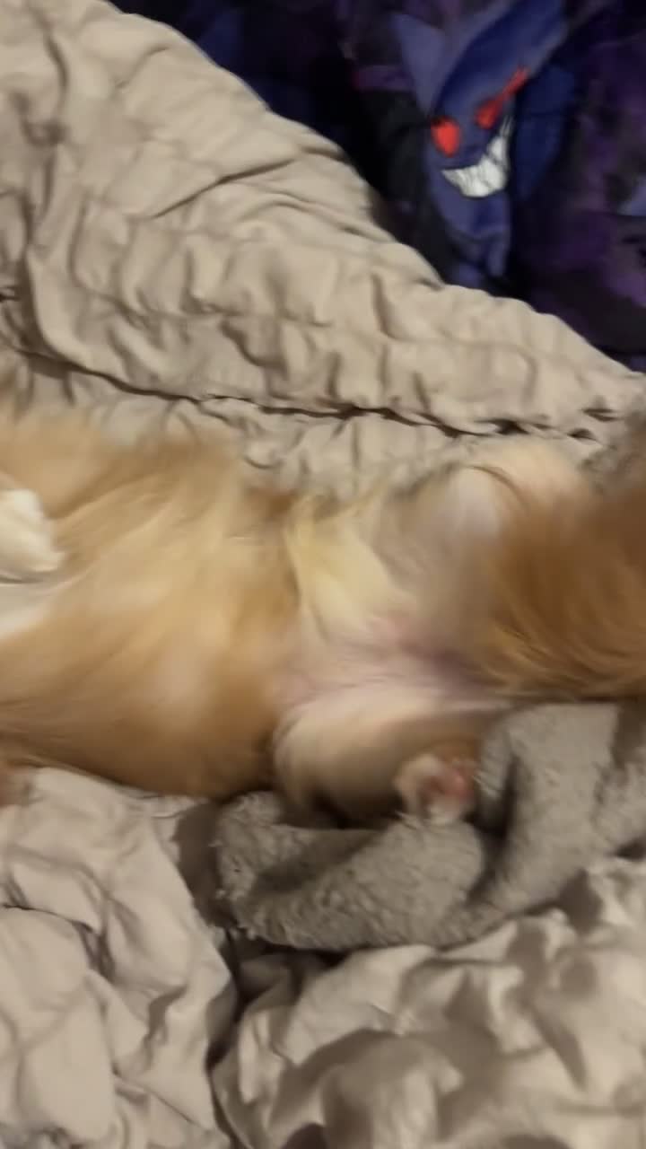Chihuahua dogs for sale: Rare Long haired Chihuahua.  - Video 2
