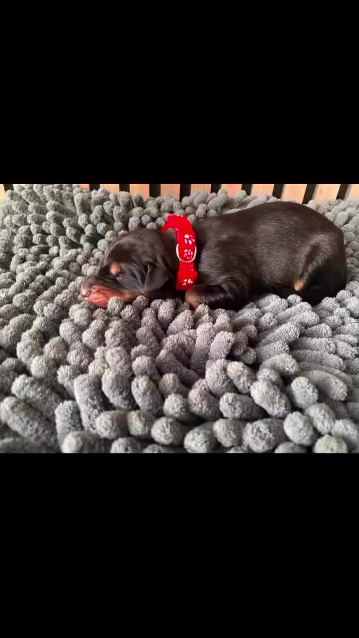 Dobermann dogs for sale: 1 stocky female Doberman left - Video 2