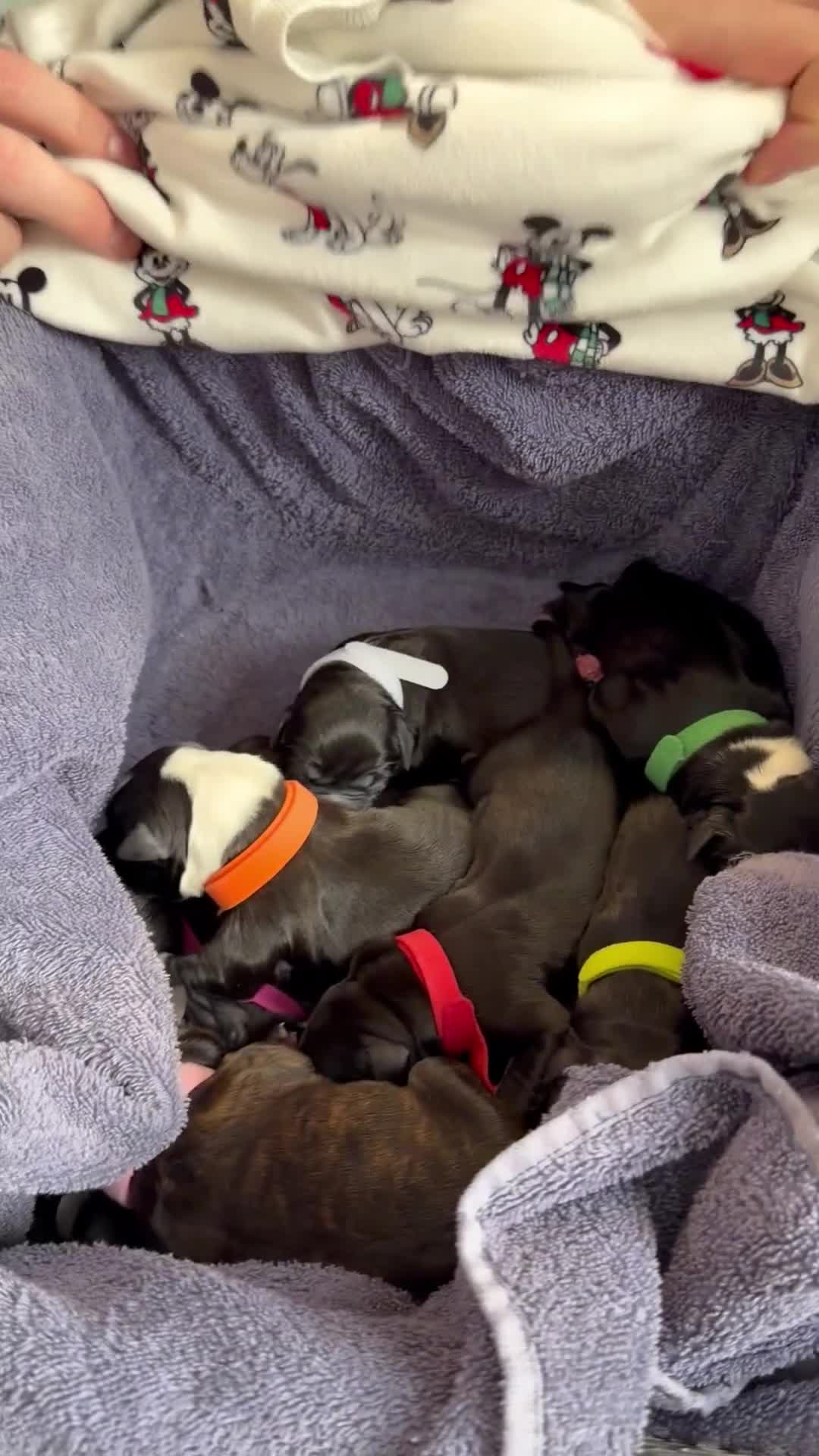Mixed Breed dogs for sale: Puppies for sale  - Video 1