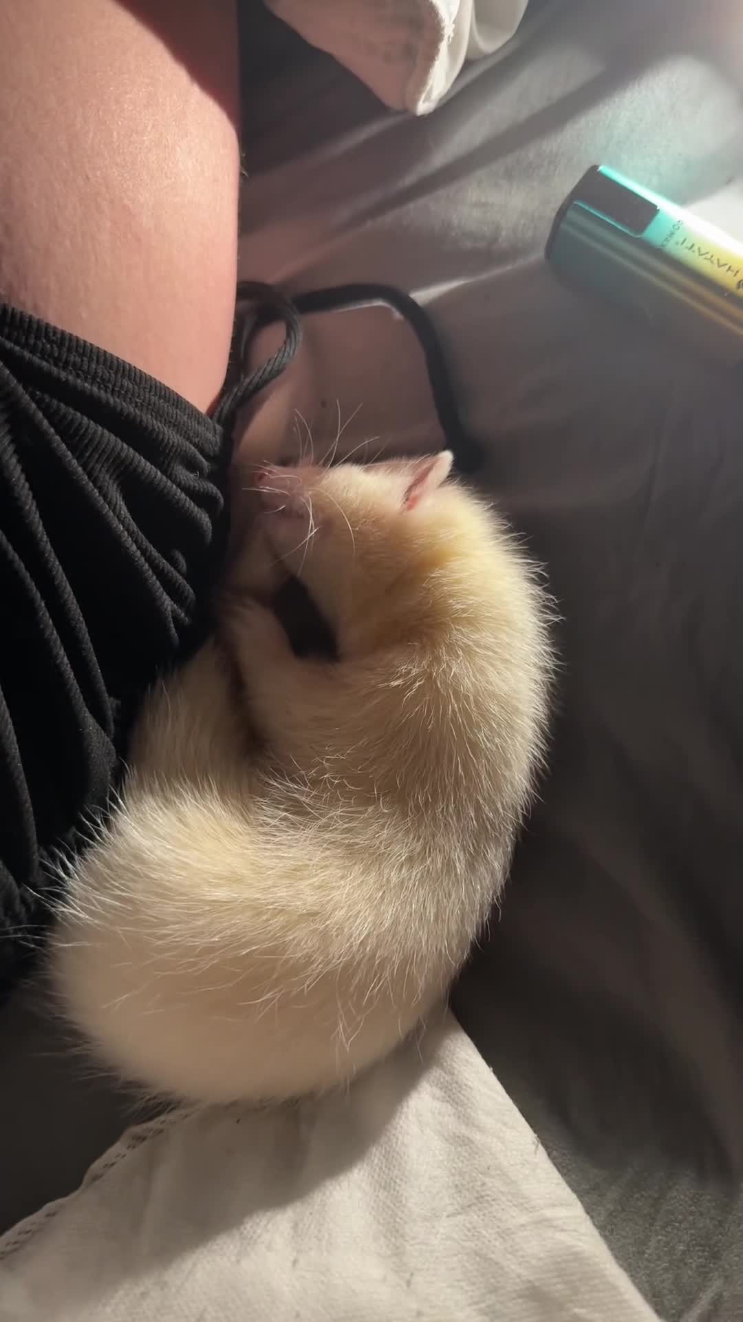 Ferret rodents for sale: Male ferret  - Video 1