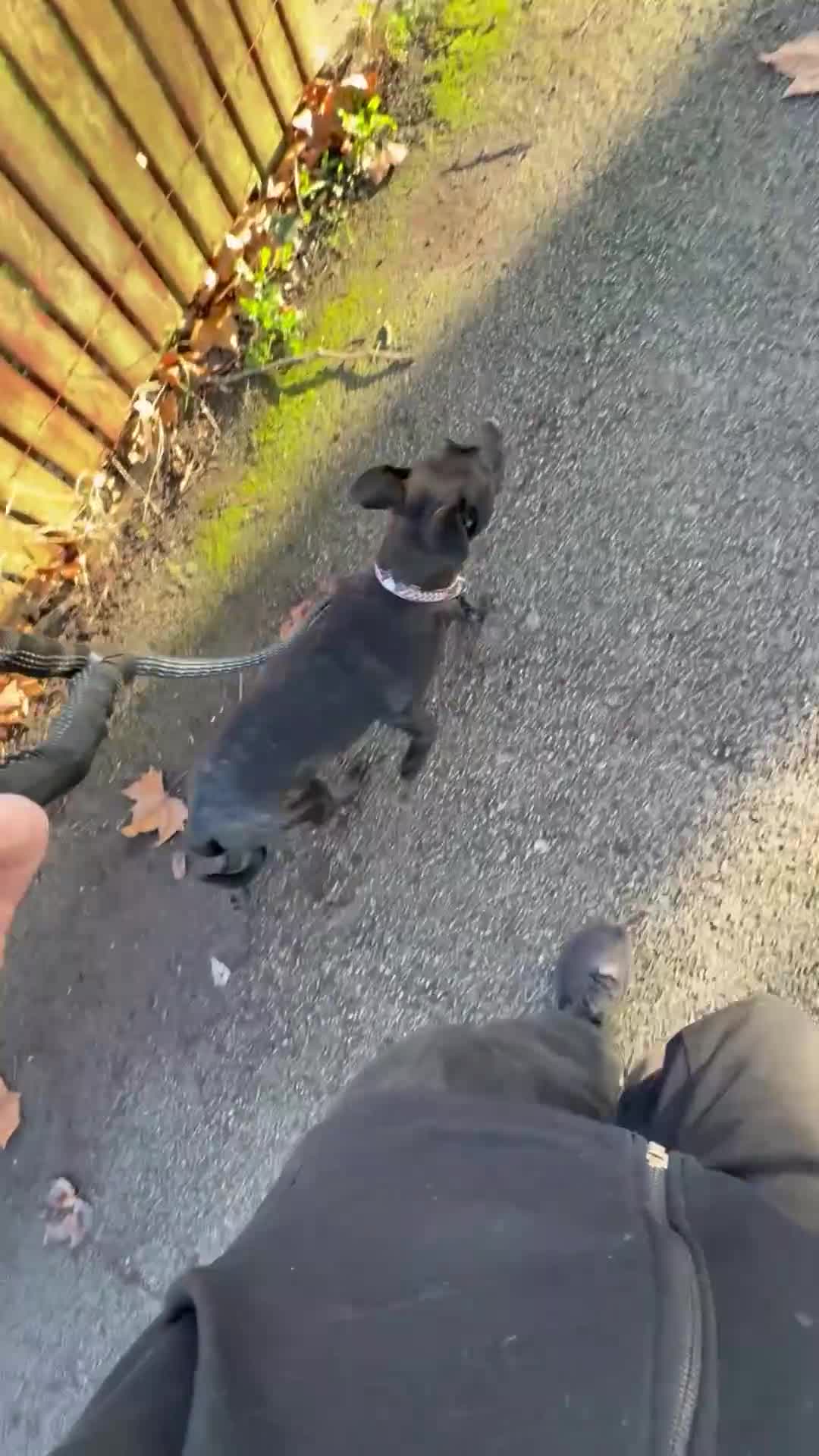 Mixed Breed dogs for sale: Staffy cross Rotwiler - Video 1