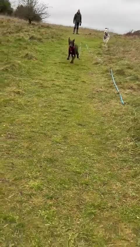 Mixed Breed dogs for sale: Lovely Buttons needs his family  - Video 2