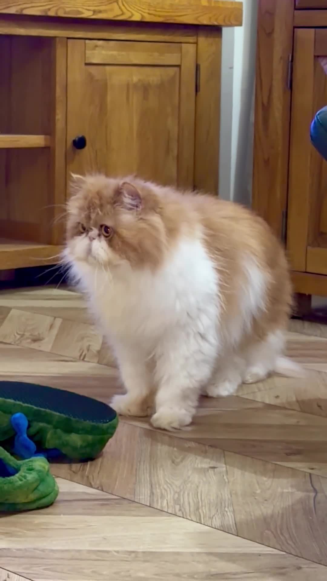 Persian cats for sale: Beautiful long hair bicolour white/red Persian boy - Video 1