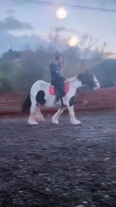 Irish Cob horses for sale: 13,2 Irish cob mare ( in foal) - Video 1
