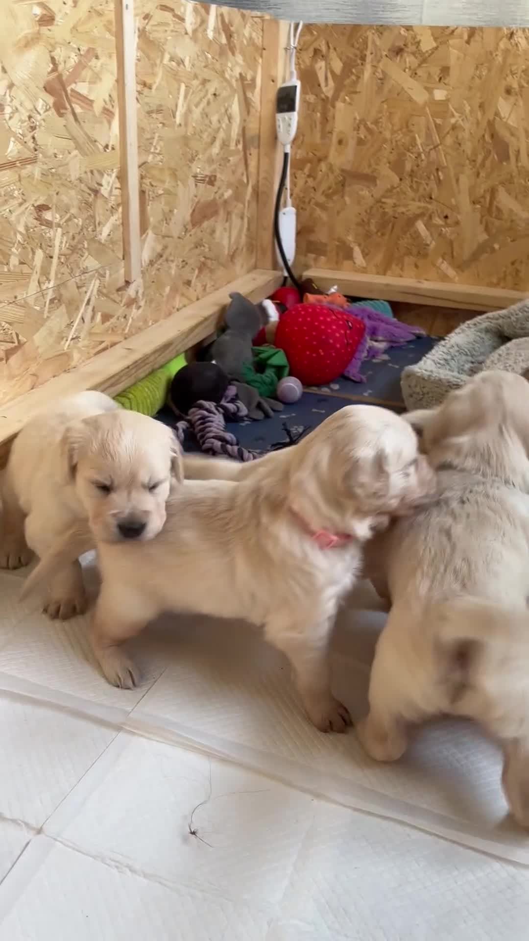 Golden Retriever dogs for sale: Golden retriever puppies  - Video 1