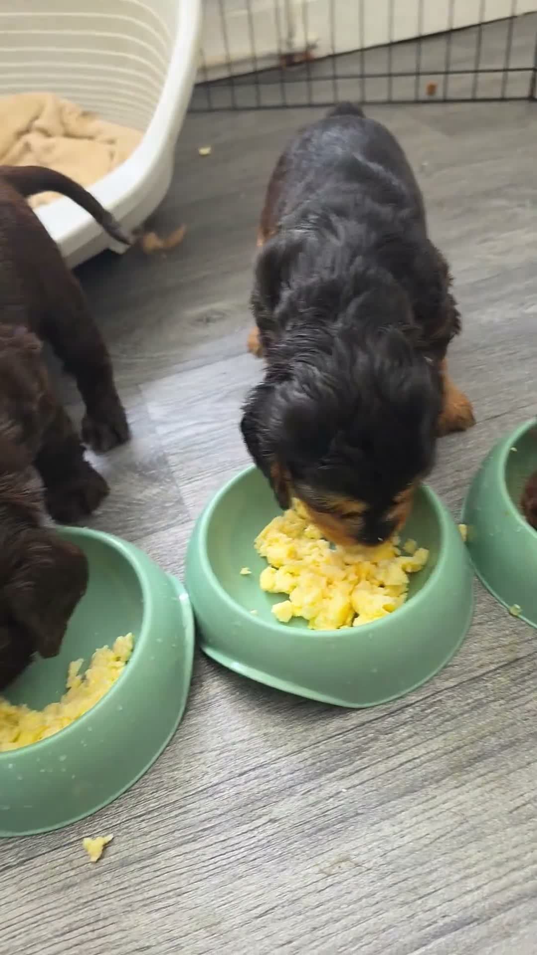 Cocker Spaniel dogs for sale: Beautiful cocker girl  - Video 3