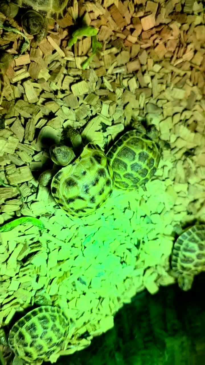 Tortoise reptiles for sale: Baby horsefield tortoise with full set up - Video 1
