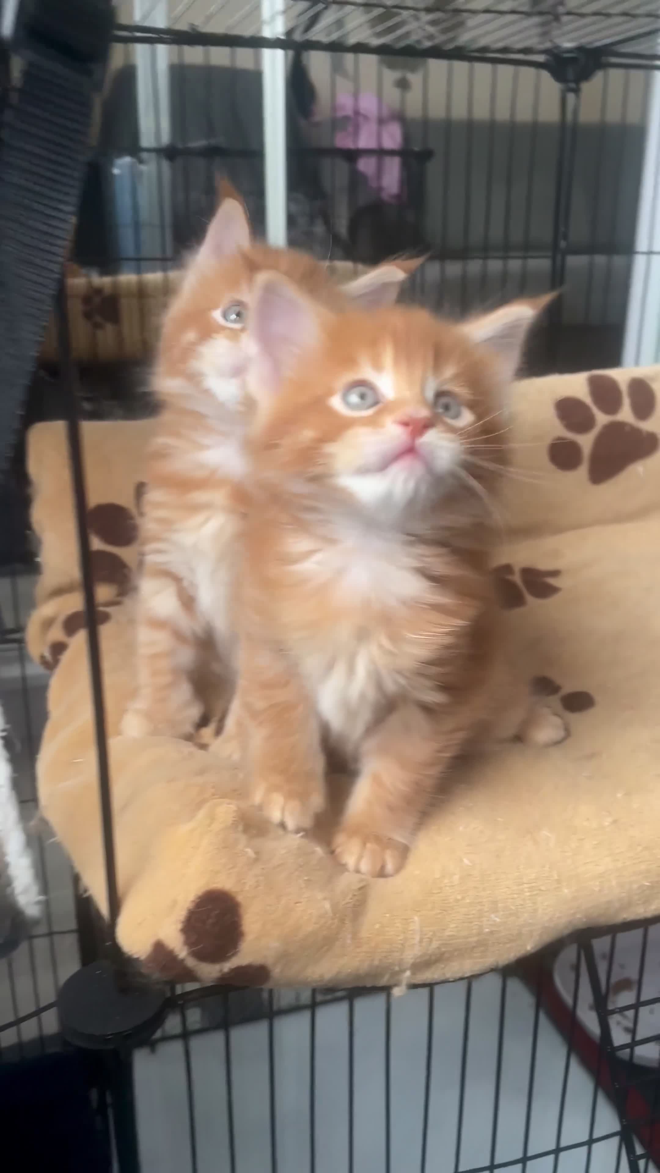 Maine Coon cats for sale: Ginger maine coon kittens- Little suns( 23.12.25) - Video 1