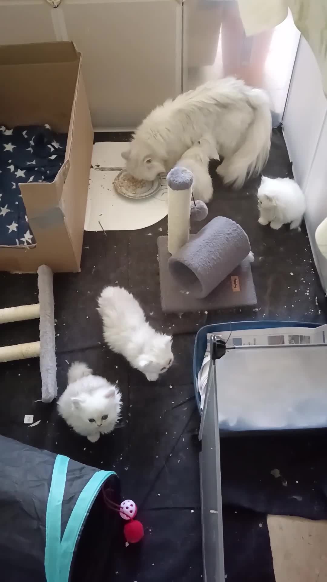 Persian cats for sale: Quality pure bred white tipped kittens - Video 1