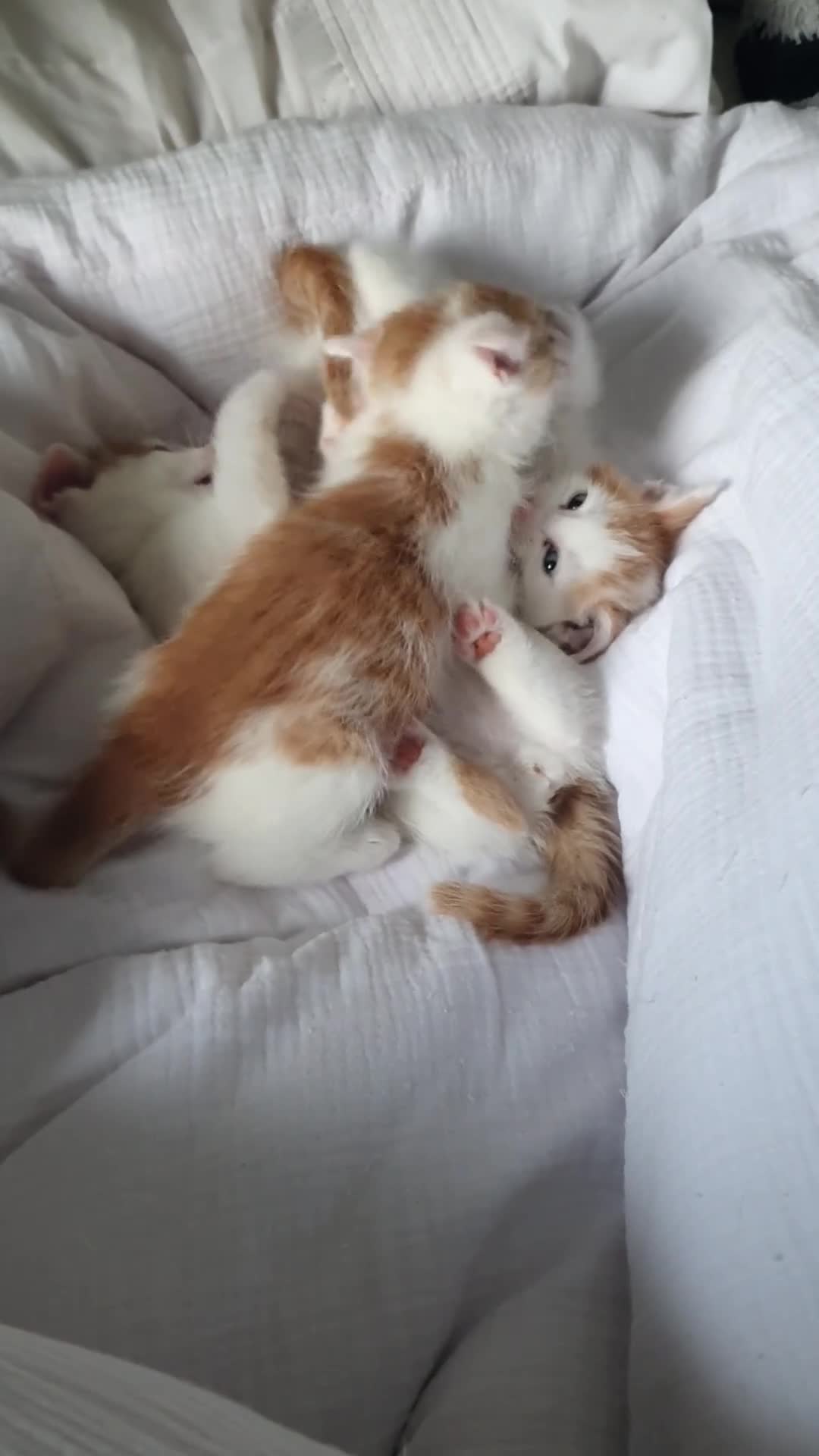 Mixed Breed cats for sale: Playful Ginger & White Kittens  - Video 3