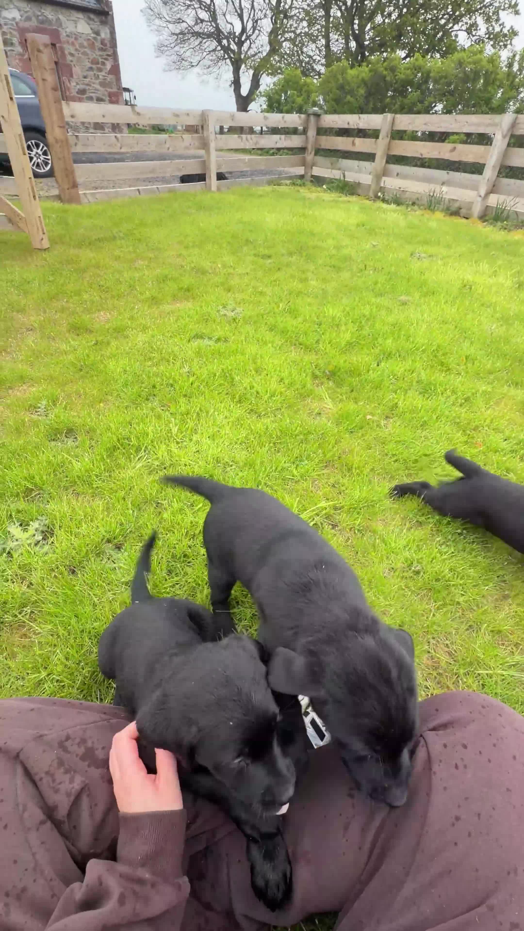 Labrador Retriever dogs for sale: KC registered Black Labrador Puppies - Video 1