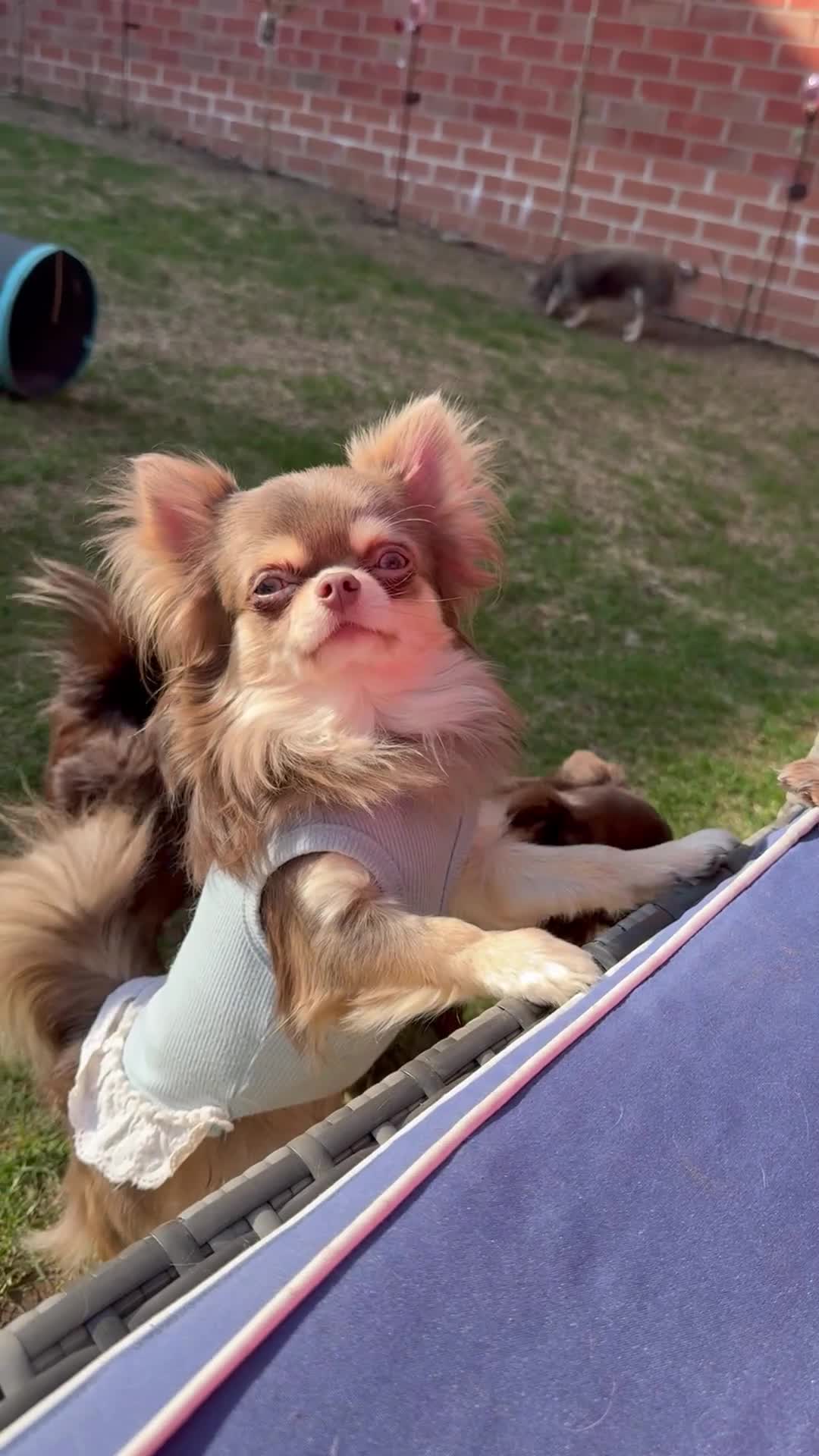 Chihuahua dogs for sale: 💜 Stunning KC lilac and tan male Chihuahua 💜  - Video 1