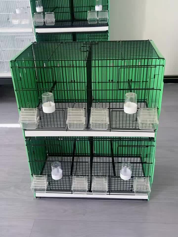 Canaries birds for sale: Cnarries  for sale  - Video 1