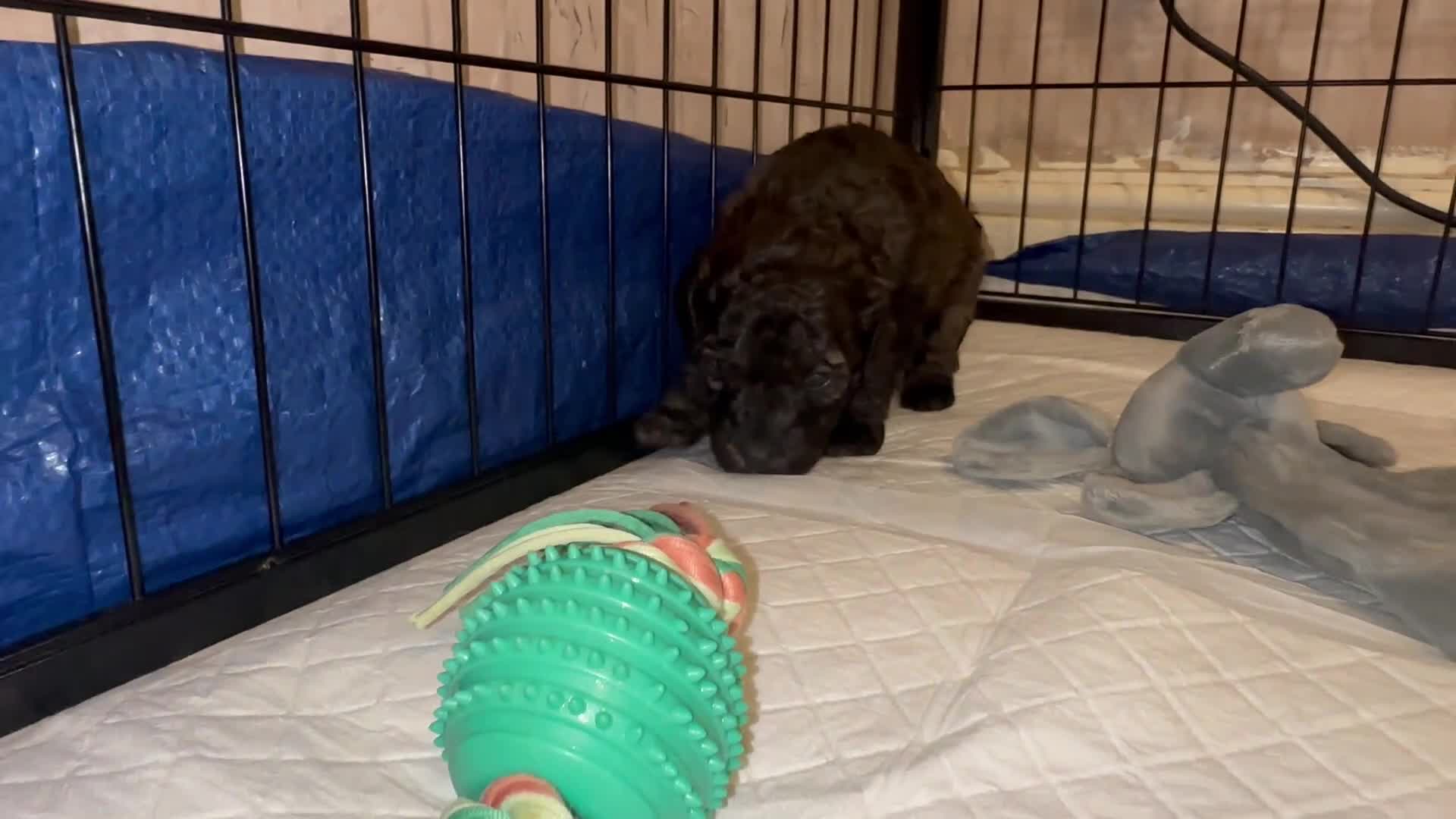 Mixed Breed dogs for sale: Cavapoo x Cockapoo puppies  - Video 3