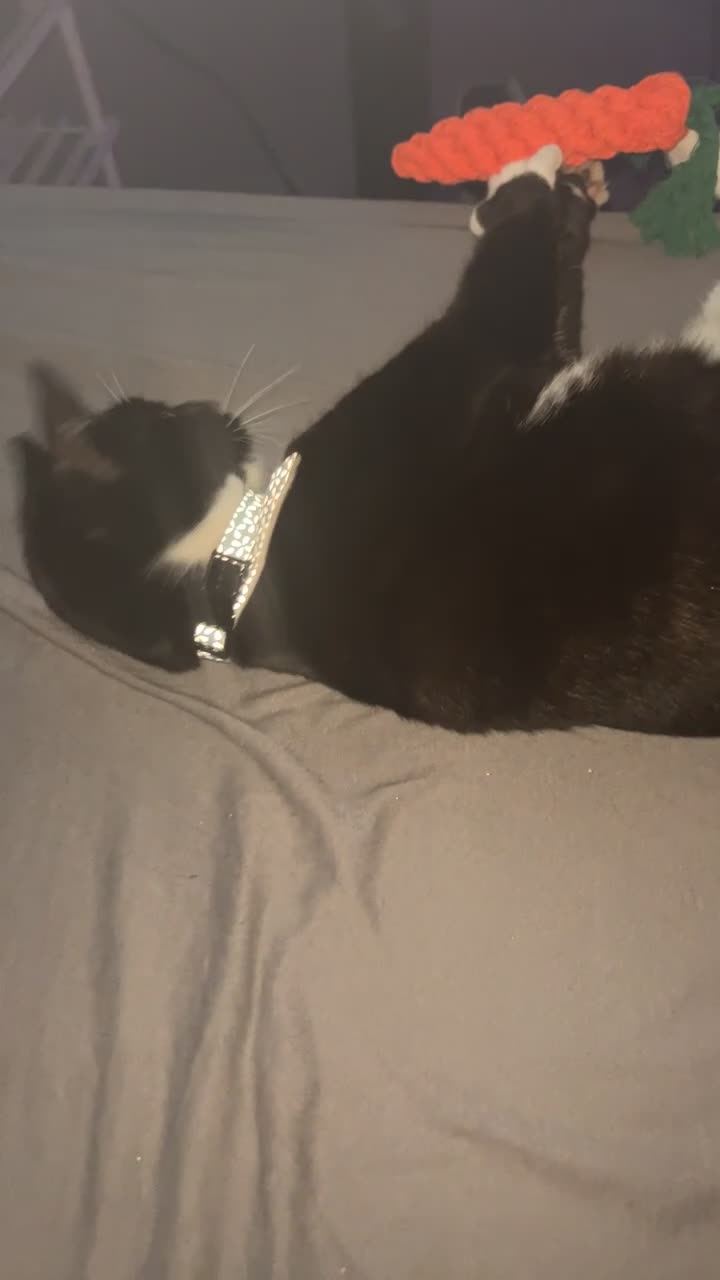 Domestic Shorthair cats for sale: Cat for Sale  - Video 1