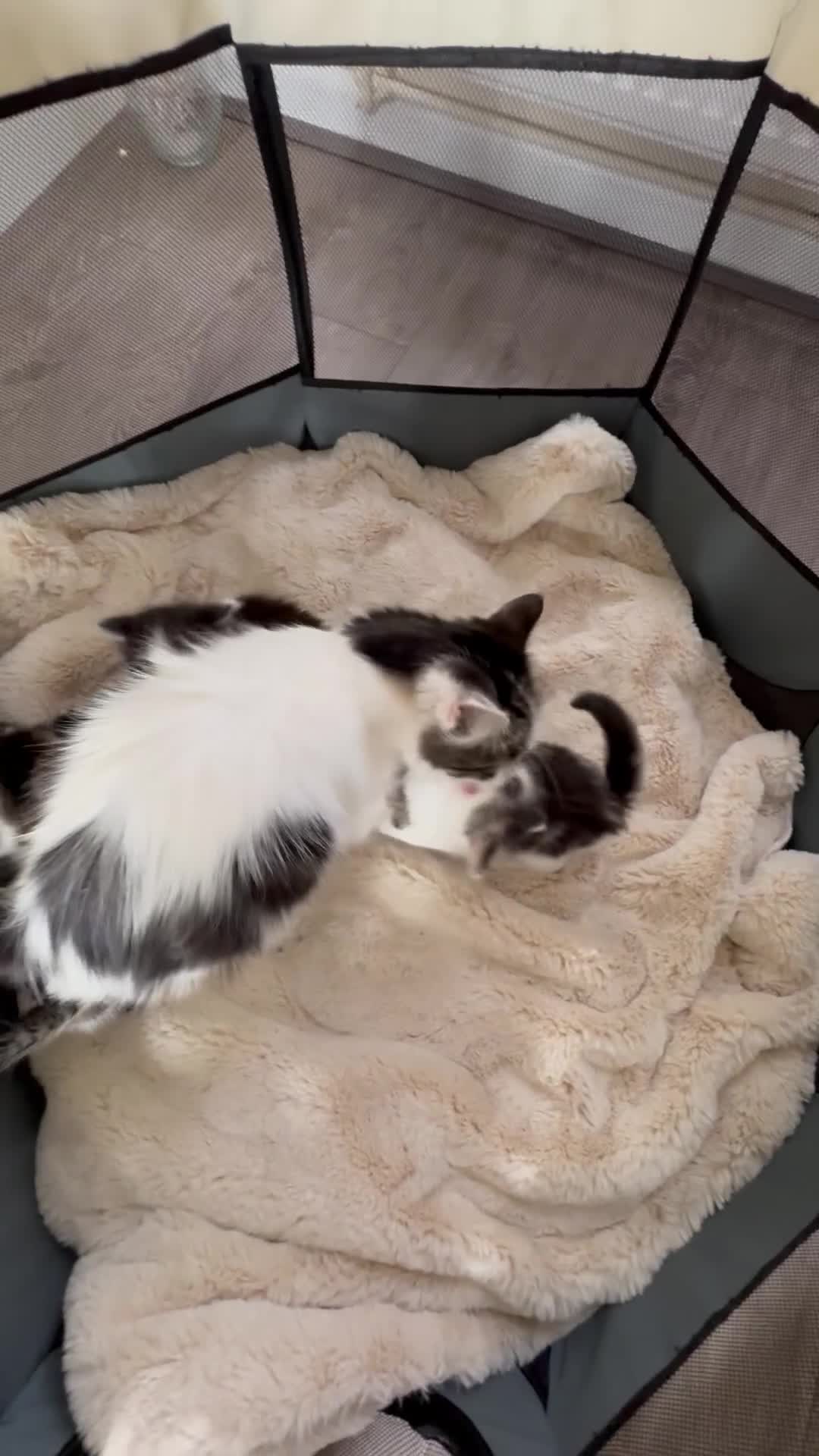 Domestic Shorthair cats for sale: All kittens are SOLD - Video 2