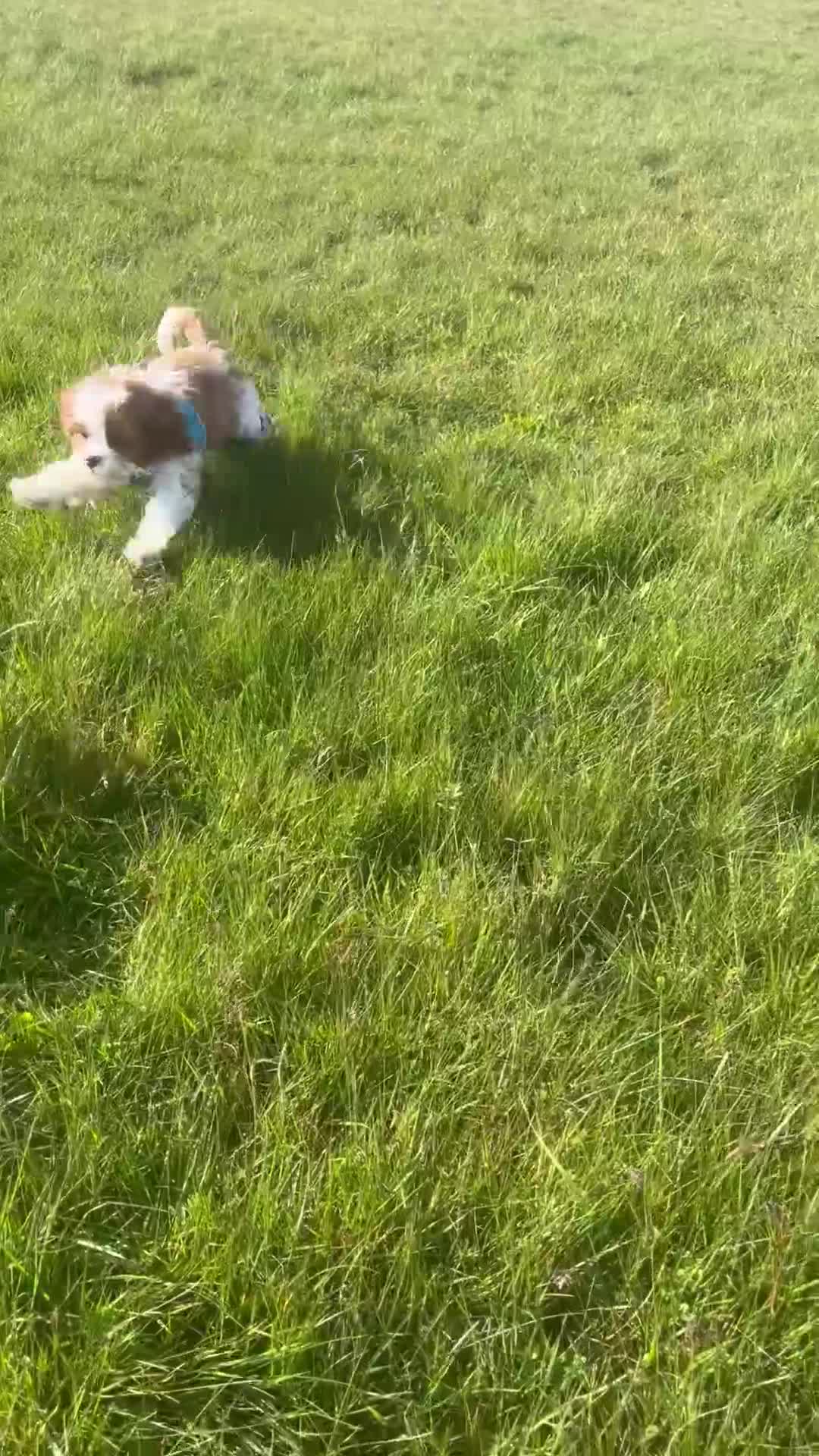 Cavapoo dogs for sale: Merlesque fully trained older puppies  - Video 4