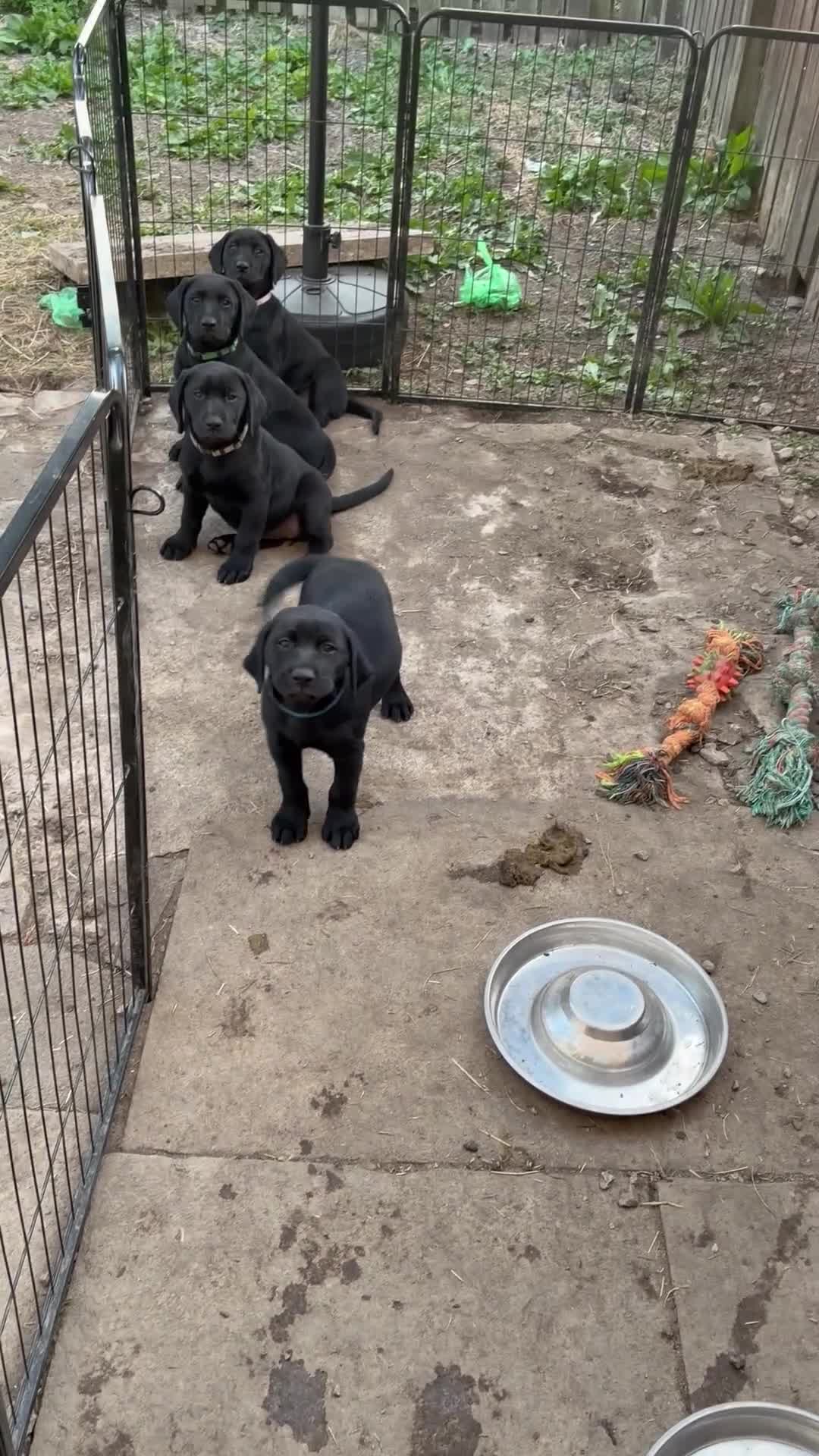 Labrador Retriever dogs for sale: Black female Labrador puppies last few left  - Video 1