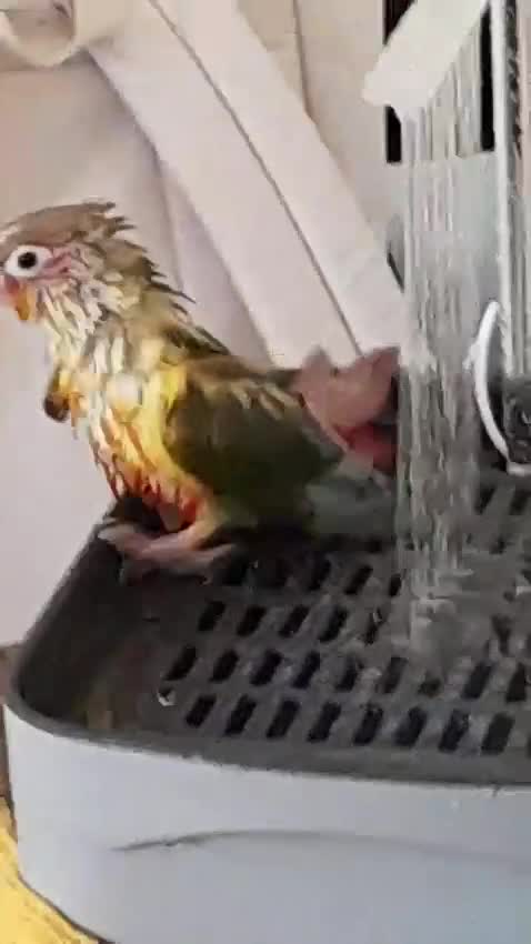 Conures birds for sale: Hand tame Green Cheek Conure in Kings Lynn - Video 1