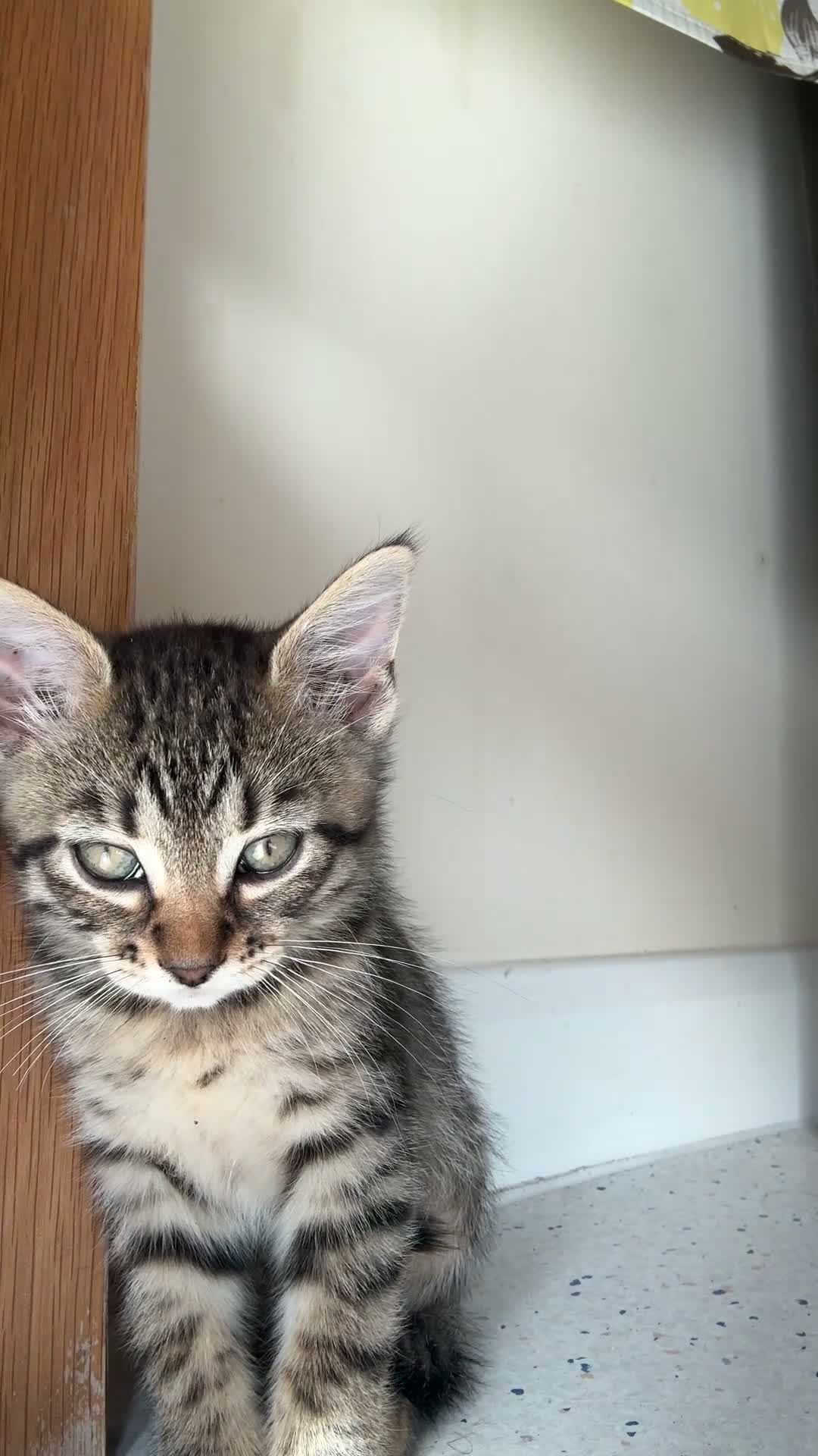 Mixed Breed cats for sale: 2 gorgeous tabby kittens - Video 3