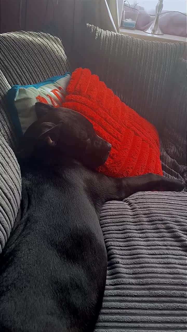 Mixed Breed dogs for sale: Panther in Leominster - Video 3