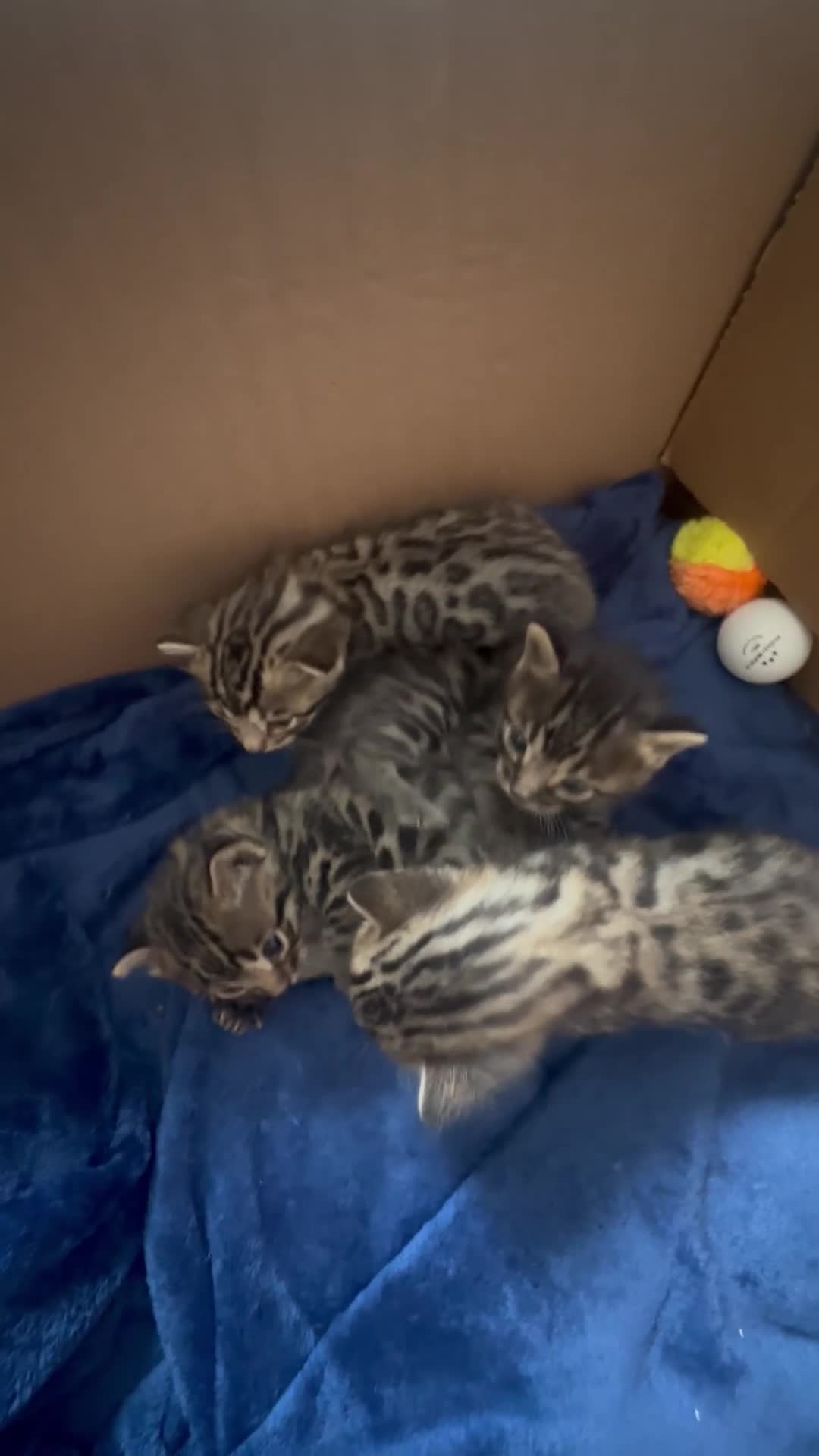 Bengal cats for sale: Silver Purebreed Bengals - Video 1
